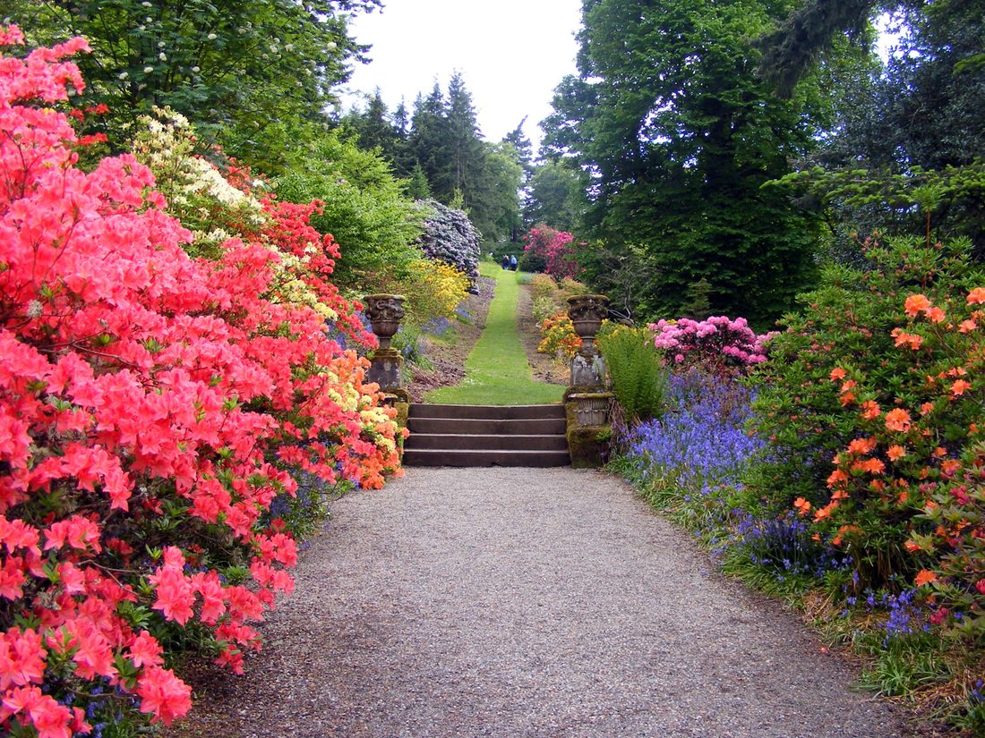 Established garden path bordered by mature flowering shrubs