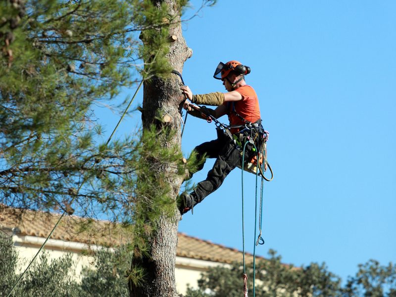 Climber roped into a tall tree during a sectional removal
