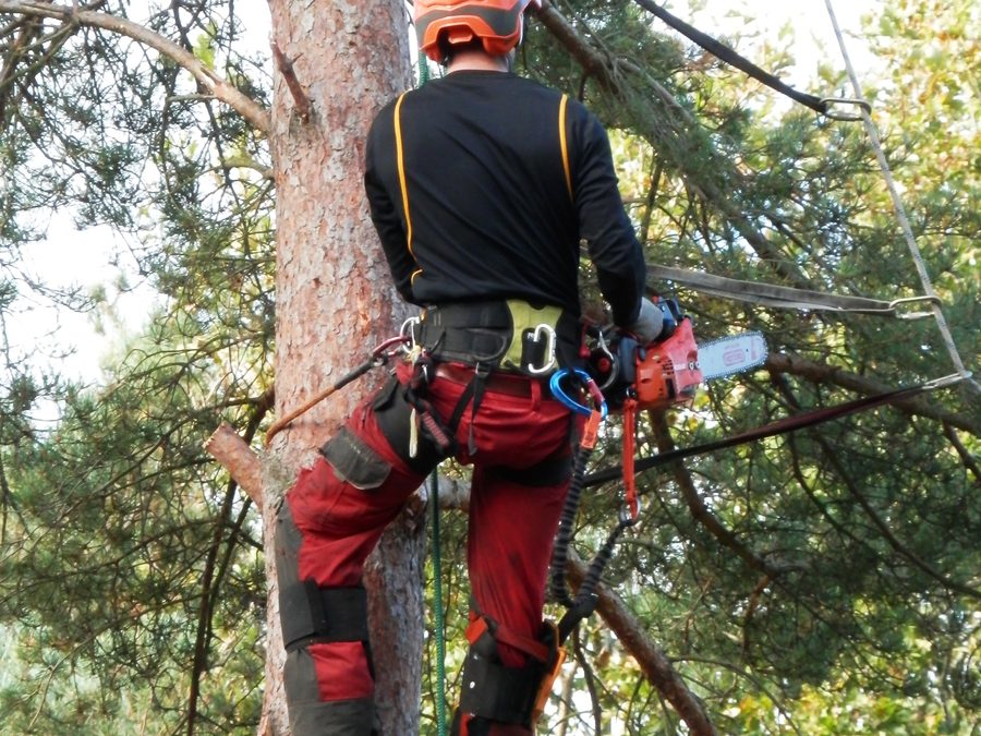 Climbing removal of a dead pine — Fort Worth, TX