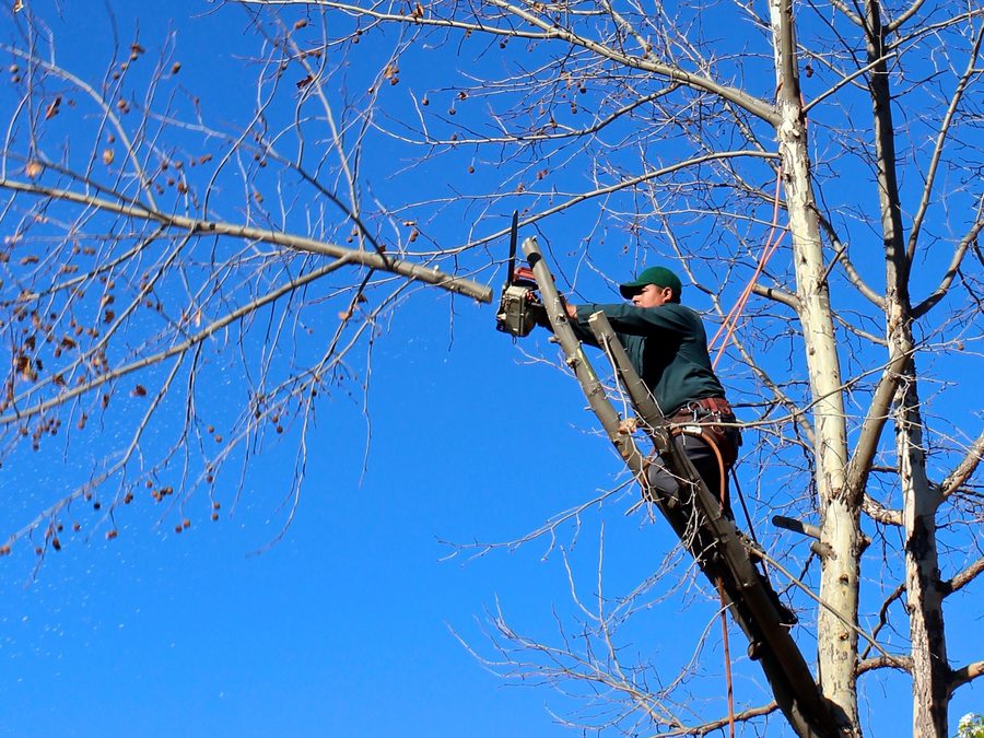 Deadwood & hazard limb removal — Mansfield, TX