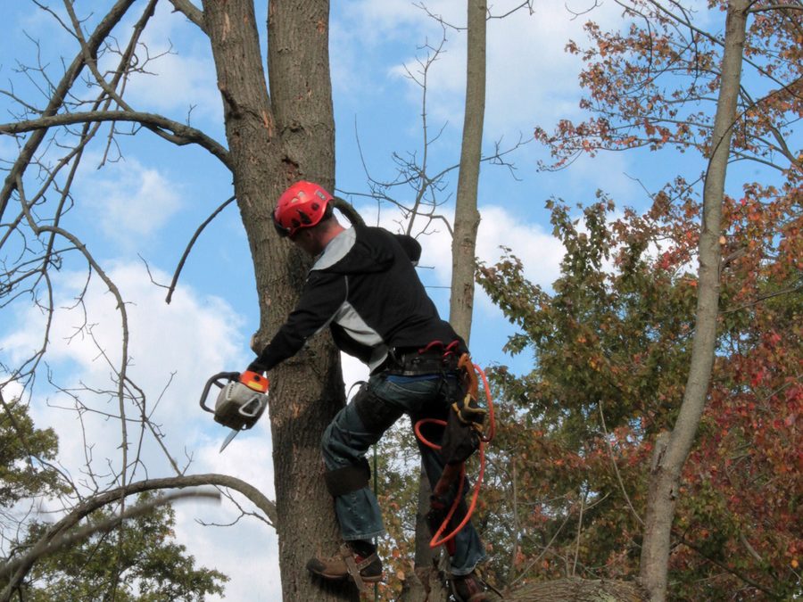Storm-damage limb clearing — Arlington, TX